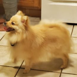 Loki - Pomeranian