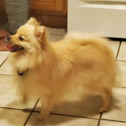 Loki - Pomeranian