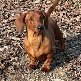 GCH Hanky - Dachshund