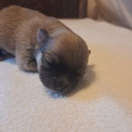 Girl 1 - Wolf sable female Pomeranian puppy in Lore City, Ohio from Tonia's Pomeranians