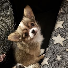 Violet - Chocolate sabled fawn female Chihuahua puppy in East Syracuse, New York from Blissful’s Chihuahuas