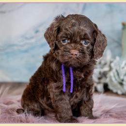 Fiona - Brown and tan female Cockapoo puppy in Connersville, Indiana from Deaz Doodle Ranch