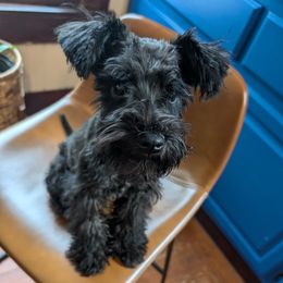 Miniature Schnauzer Puppies from Black Star Farm