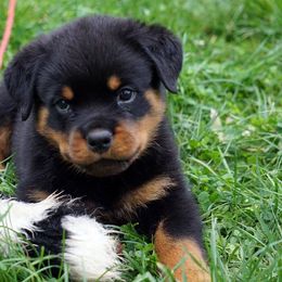 Rottweiler Puppies from Mountain High Kennels
