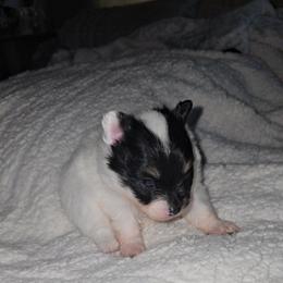 Violet - Black parti female Pomeranian puppy in Angleton, Texas from Pomeranian Palace, LLC