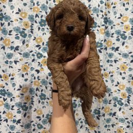 Yellow-Mini - Red  male Goldendoodle puppy in Millville, New Jersey from Michelle's Doodles