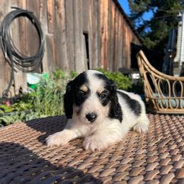 Burrata - Piebald female Dachshund puppy in Rogue River, Oregon from Bear Feet Dachshunds
