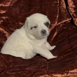 Solid stout lovely male - Red speckled male Australian Cattle Dog puppy in Scurry, Texas from RedHorizon AKC Australian Cattle Dogs (Heelers)