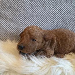 Al - Red  male Goldendoodle puppy in Davie, Florida from Daviegoldendoodles