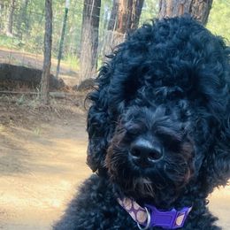 Bernedoodles and Goldendoodles from Sweet Pine Doodles