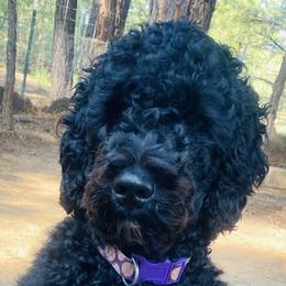 Bernedoodles and Goldendoodles from Sweet Pine Doodles