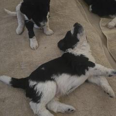 Springerdoodle Puppies from 64 Farm