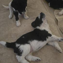 Springerdoodle Puppies from 64 Farm