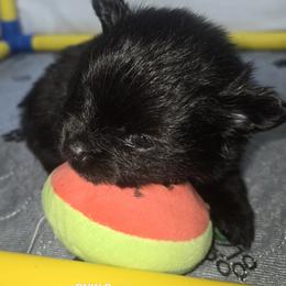Sawyer - Black male Pomeranian puppy in Port Angeles, Washington from Pacific Northwest Pomeranians