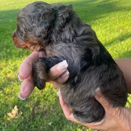 Poppy - Blue merle female Bernedoodle puppy in Millsap, Texas from Gaston’s Posh Poodles and Doodles