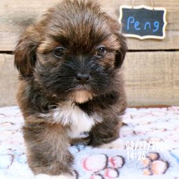 Peng - Grizzle male Lhasa Apso puppy in Jefferson, New York from Absolute Lhasa Love