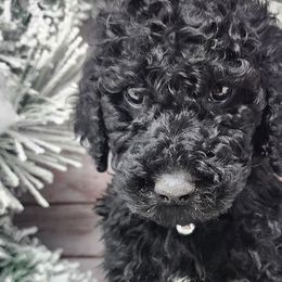 Gray Collar Male - Black Poodle puppy in Selinsgrove, Pennsylvania from Poodle Paws and Puppies