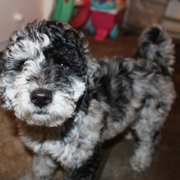 Collie, Goldendoodle, Havapoo, and Labradoodle Puppies from Oregon Valley Pups