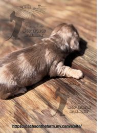 Dachshund Puppies from Dachs on the Farm