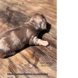 Dachshund Puppies from Dachs on the Farm