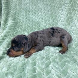 Zelda - Dapple female Dachshund puppy in Richmond, Virginia from Paw Prints