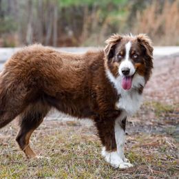 Marley - Australian Shepherd