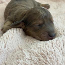 Sprinkles - Dapple female Dachshund puppy in Vancouver, Washington from Cascade Minis
