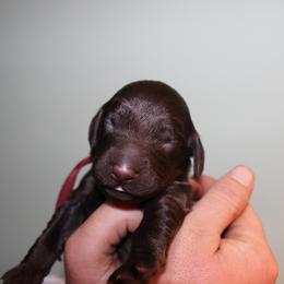 Red Boy - Liver male Boykin Spaniel puppy in Northport, Alabama from Blue Creek Boykins