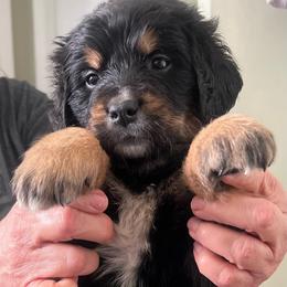 Kahlua - female Golden Mountain Dog puppy in Seville, Ohio from Retriever Ranch