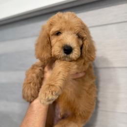 Apollo - Cream male Goldendoodle puppy in Miami Dade County, Florida from Doodle Lovers