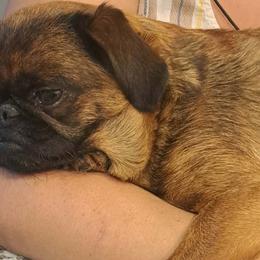 Radish - Brussels Griffon