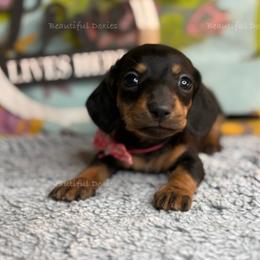 Royals - Black and tan female Dachshund puppy in Washington from Beautiful Doxies