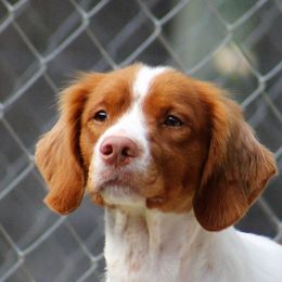 Pebbles - Brittany