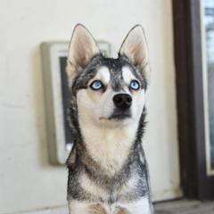 Demi - Alaskan Klee Kai