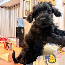 Sirius - Black male Giant Schnauzer puppy in Noblesville, Indiana from Stratton House Kennels