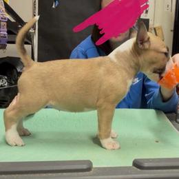Cirrus - Fawn smut and white female Bull Terrier puppy in Sprauge, Washington from Mark My Words Bull Terriers