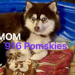 Stella - Pomsky