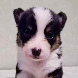 American Corgi and Pembroke Welsh Corgi Puppies from Whimsical Treasure Corgis