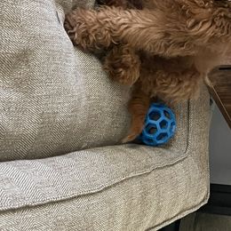 Goldendoodle Puppies from Idyllic Doodles