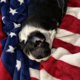 Arie - Black and white male Boston Terrier puppy in Tenmile, Oregon from High Plains French Bulldogs,Boston Terriers and Frenchtons.