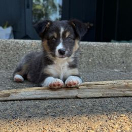 BON JOVI - Black tri female Miniature American Shepherd puppy in Scio, Oregon from Calyx Miniature American Shepherds