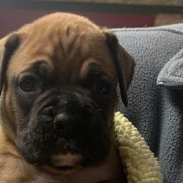 Boy 1 - Fawn Boxer puppy in Elyria, Ohio from Just-A-Wyn Boxers