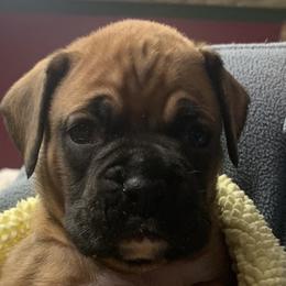 Boy 1 - Fawn Boxer puppy in Elyria, Ohio from Just-A-Wyn Boxers