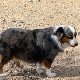 Presley  - Miniature Australian Shepherd