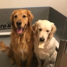 Golden Retrievers from Nancy’s Golden Haven