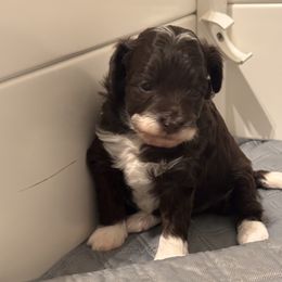 Girl 2 - Chocolate female Goldendoodle puppy in Nashville, Tennessee from Tumbling Creek GoldenDoodles