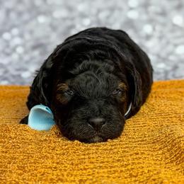 Bexley - Phantom male Poodle puppy in Monroe, North Carolina from Toy Poodle Shenanigans