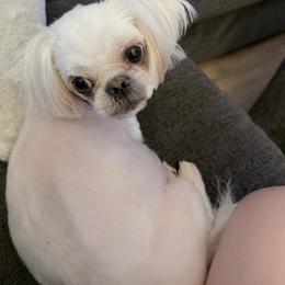 Shih Tzu puppies from Harrisburg Shih Tzus