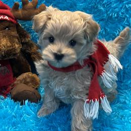 Cavapoos, Maltese, and Maltipoos from Knight Pups