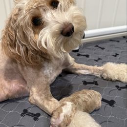 Sheepadoodle puppies from Sharon’s Sheepadoodle’s